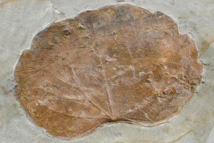 Paleocene Fossil Leaf (Zizyphoides) - Montana #165013